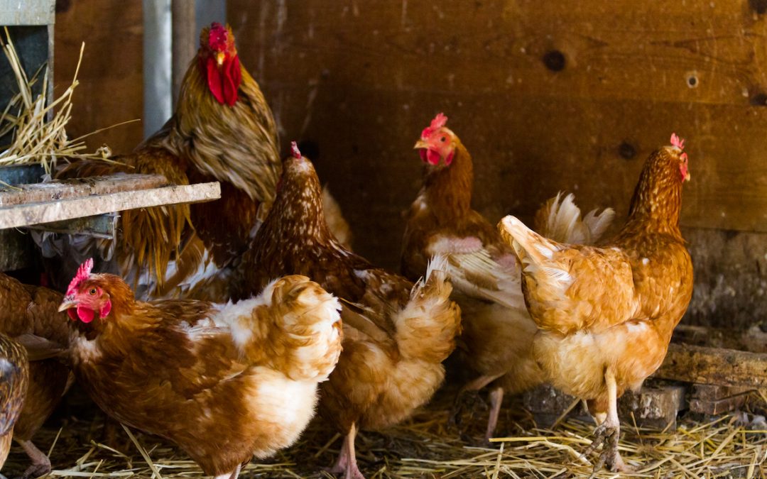 The role of vitamin E and choline in animal nutrition