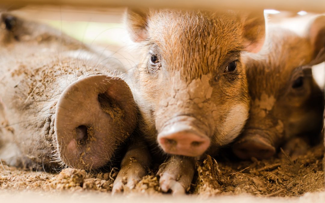 Ensuring Quality Ingredients at Every Stage of an Animal’s Life