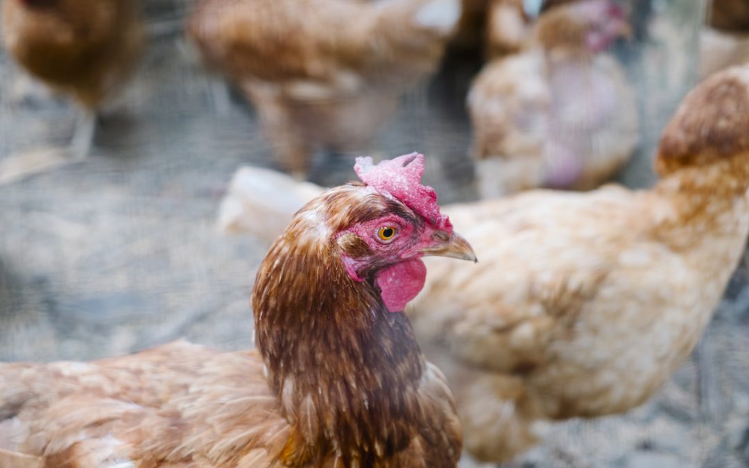 Differences in feed formulation for different species and age groups