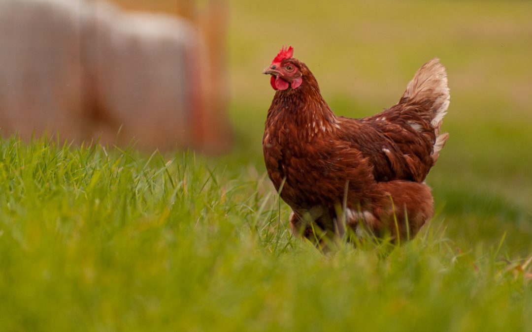 Gut health without antibiotics: the role of medium-chain fatty acids (MCFA)