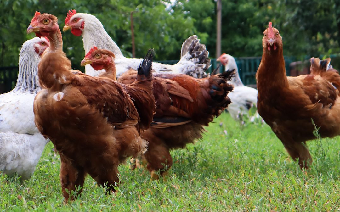 Vegetable oils with high vitamin E content